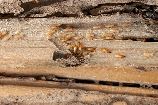 Termites