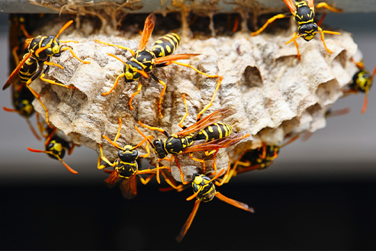 Bees, Wasps, & Yellow Jackets