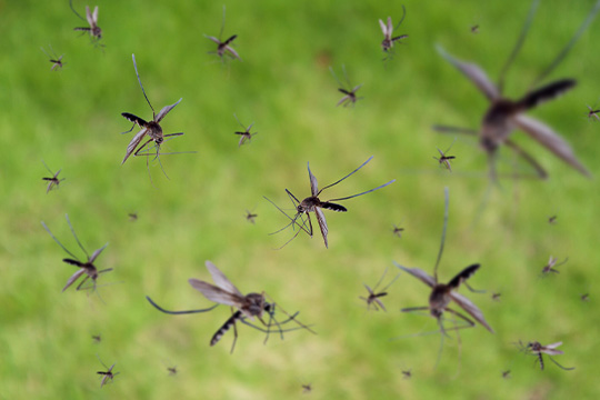 Mosquitoes