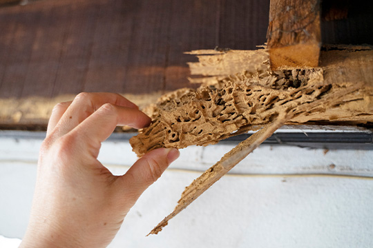 Wood Destroying Insects